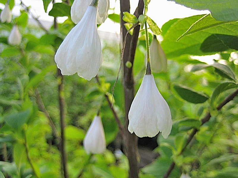 Halesia carolina monticola – Schneeglöckchenbaum
