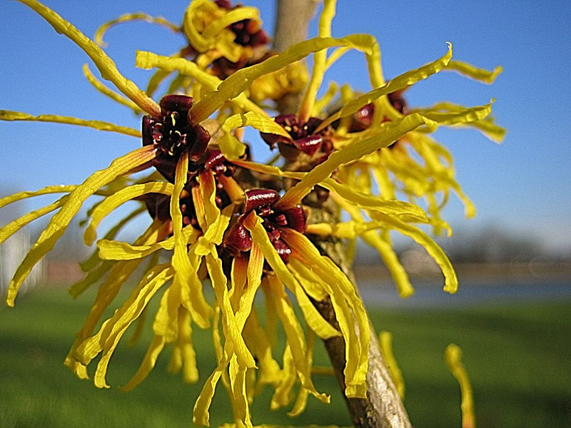 Hamamelis intermedia ‘Barmstedt Gold’ – Zaubernuss 'Barmstedt Gold'