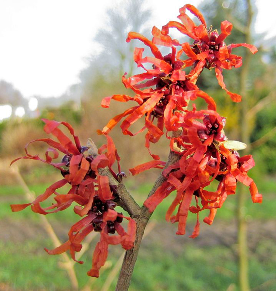 Hamamelis intermedia ‘Diane’ – Zaubernuss 'Diane'