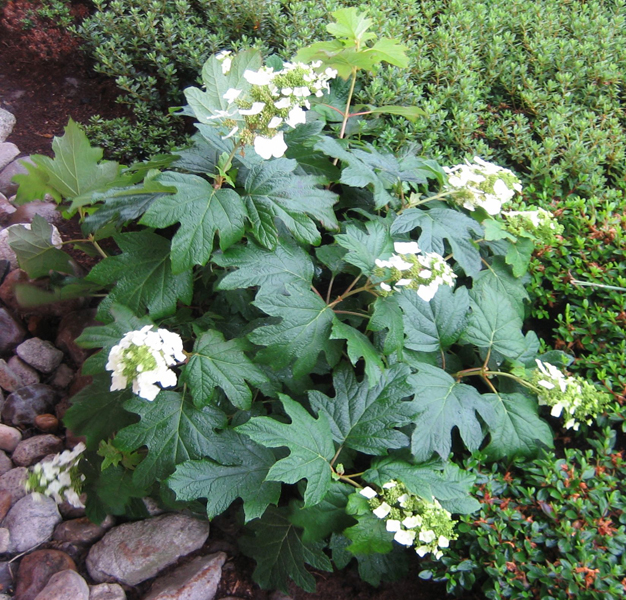 Hydrangea quercifolia – Eichenblatt-Hortensie