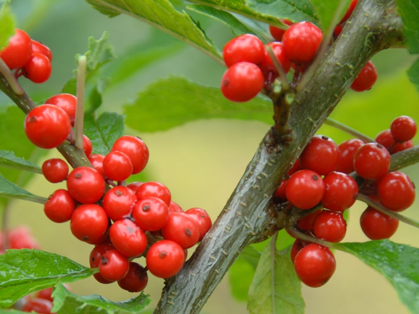 Ilex verticillata 'Red Couple' – Rote Winterbeere 'Red Couple'