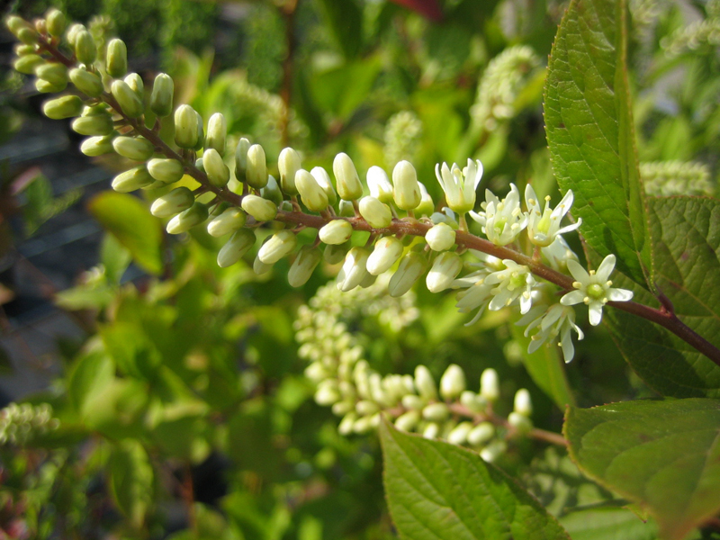 Itea virginica – Amerikanische Rosmarinweide