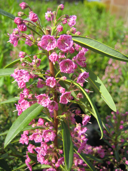 Kalmia angustifolia ‘Rubra’ – Schmalblättrige Lorbeerrose