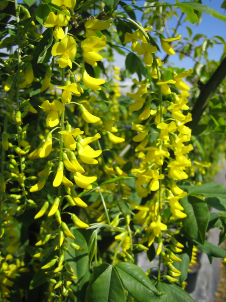 Laburnum watereri ‘Vossii’ – Goldregen