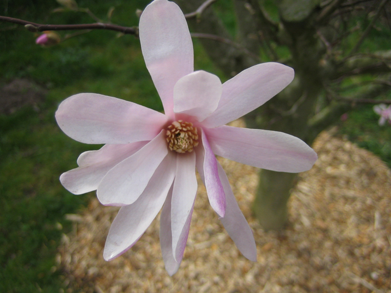 Magnolia loebneri ‘Leonard Messel’ – Magnolie ‘Leonard Messel’