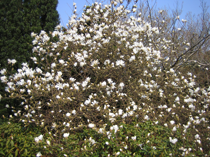 Magnolia stellata – Stern-Magnolie