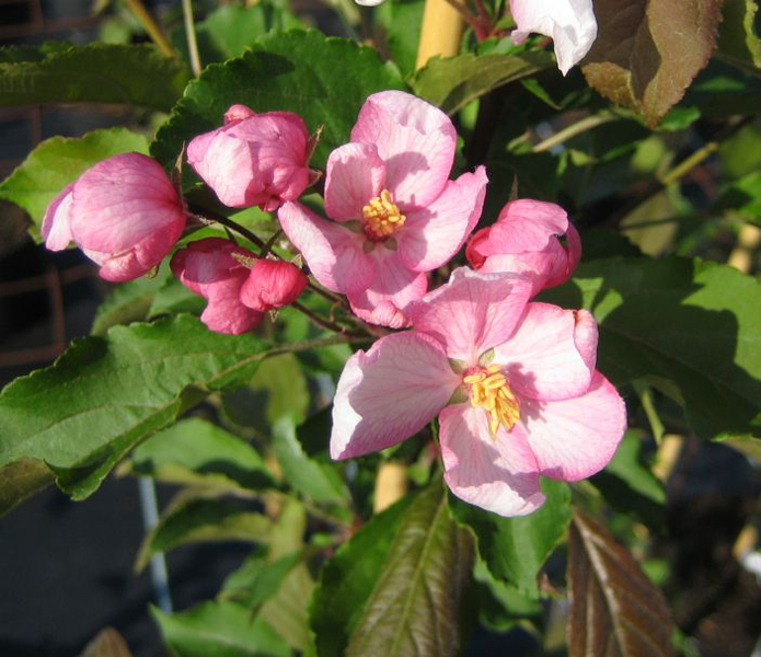 Malus ‘Red Obelisk’ – Zierapfel ‘Red Obelisk’