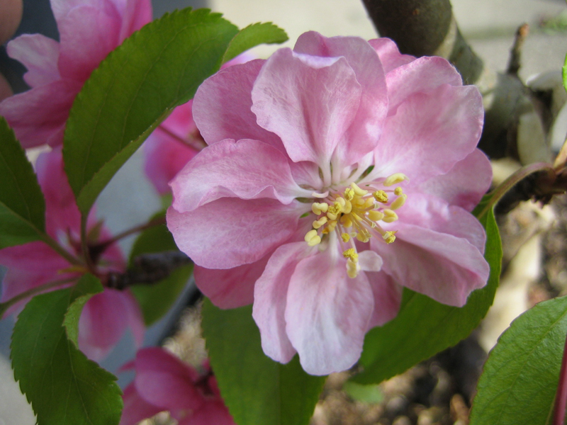 Malus ‘Van Eseltine’ – Zierapfel ‘Van Eseltine’