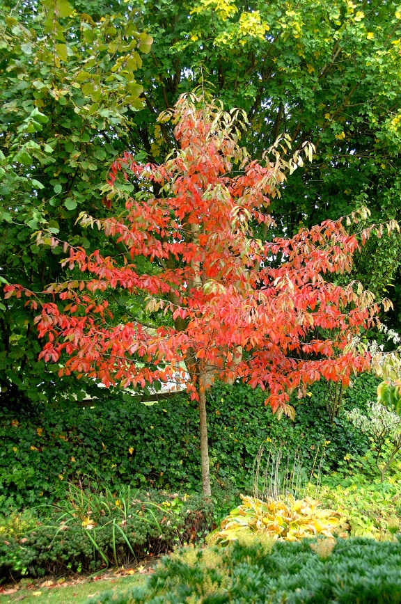 Nyssa sylvatica – Wald-Tupelobaum
