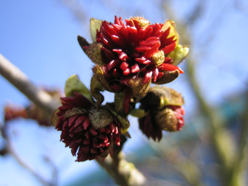 Parrotia persica – Eisenholzbaum