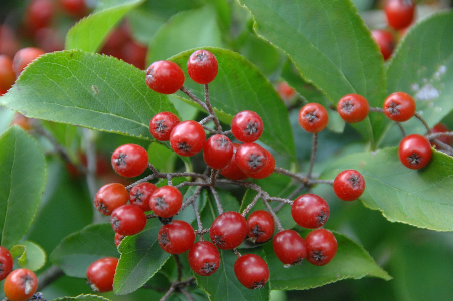 Photinia villosa – Scharlach-Glanzmispel