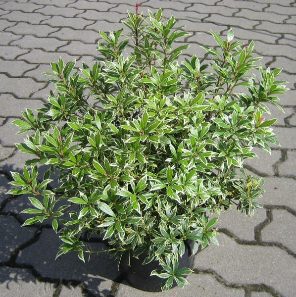 Pieris japonica ‘Little Heath’ – Japanische Lavendelheide ‘Little Heath’