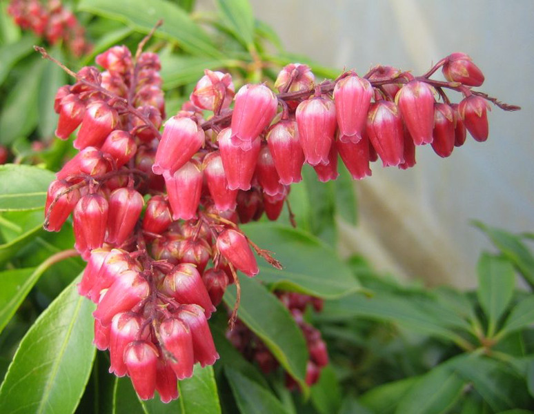 Pieris japonica ‘Valley Valentine’ – Japanische Lavendelheide ‘Valley Valentine’