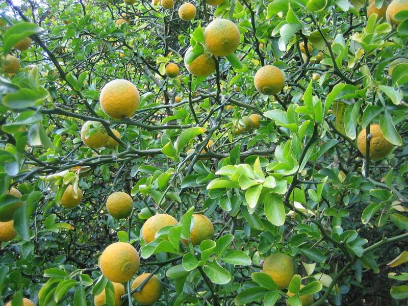 Poncirus trifoliata – Bitterorange