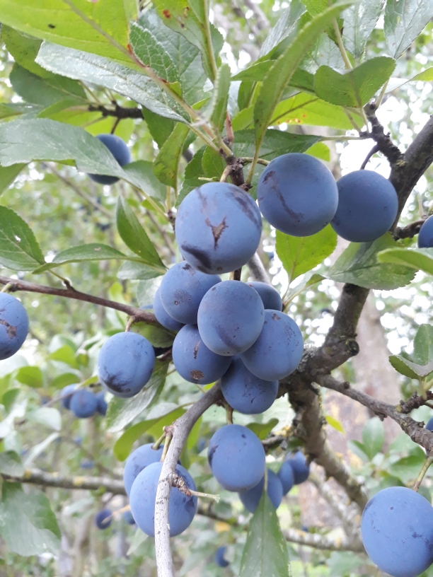 Prunus domestica insititia – Haferschlehe