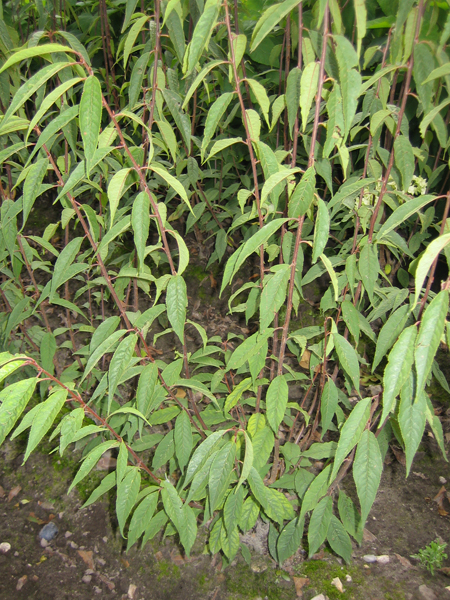 Prunus serrula – Mahagoni-Kirsche