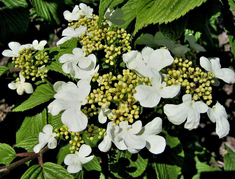 Viburnum plicatum ‘Mariesii’ / Japanischer Etagen-Schneeball