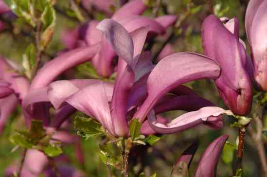 Magnolia liliiflora 'Susan' – Purpur-Magnolie 'Susan'