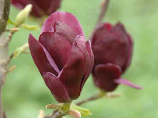 Magnolia hybrida 'Genie' – Magnolie 'Genie'