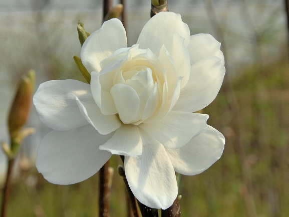 Magnolia loebneri 'Wildcat' – Magnolie 'Wildcat'
