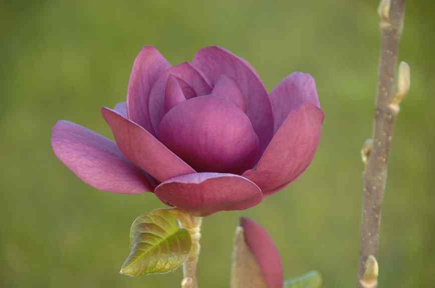 Magnolia hybrida 'Black Tulip' – Magnolie 'Black Tulip'