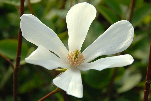 Magnolia loebneri 'Merrill' – Magnolie 'Merrill'