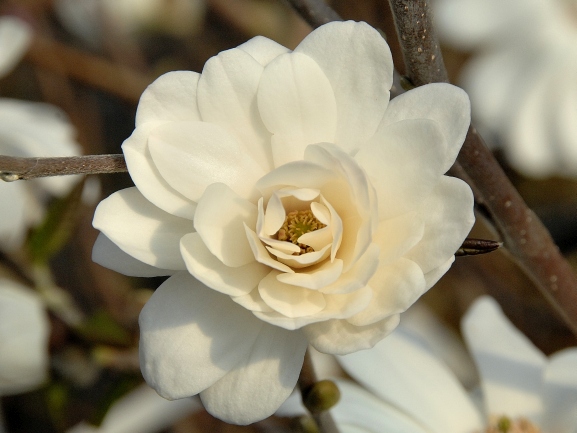 Magnolia loebneri 'Mag´s Pirouette' – Magnolie 'Mag´s Pirouette'