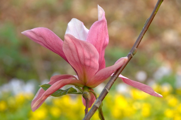 Magnolia hybrida 'Daybreak' – Magnolie 'Daybreak'