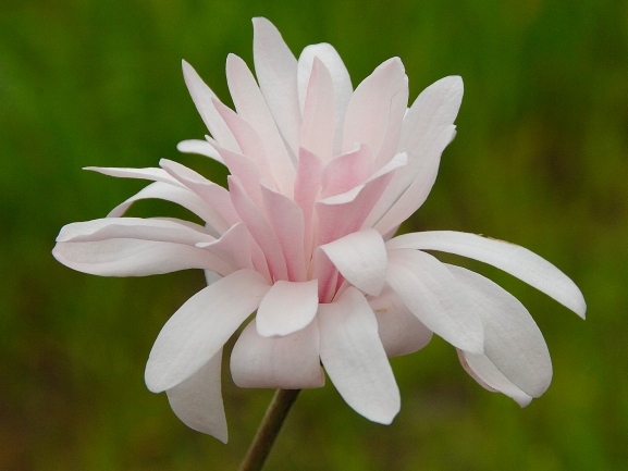 Magnolia stellata 'Jane Platt' – Sternmagnolie 'Jane Platt'
