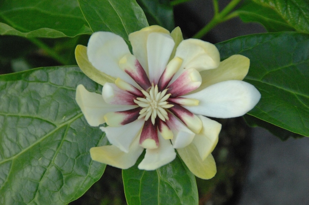 Calycanthus 'Venus' – weißblütiger Gewürzstrauch 'Venus'