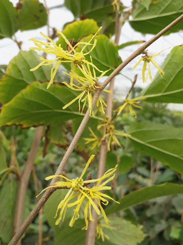 Hamamelis virginiana – Virginische Zaubernuss