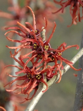 Hamamelis intermedia 'Rubin’ – Zaubernuss 'Rubin'